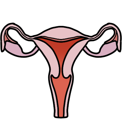 a drawing of a uterus, with fallopian tubes, ovaries and top of birth canal.